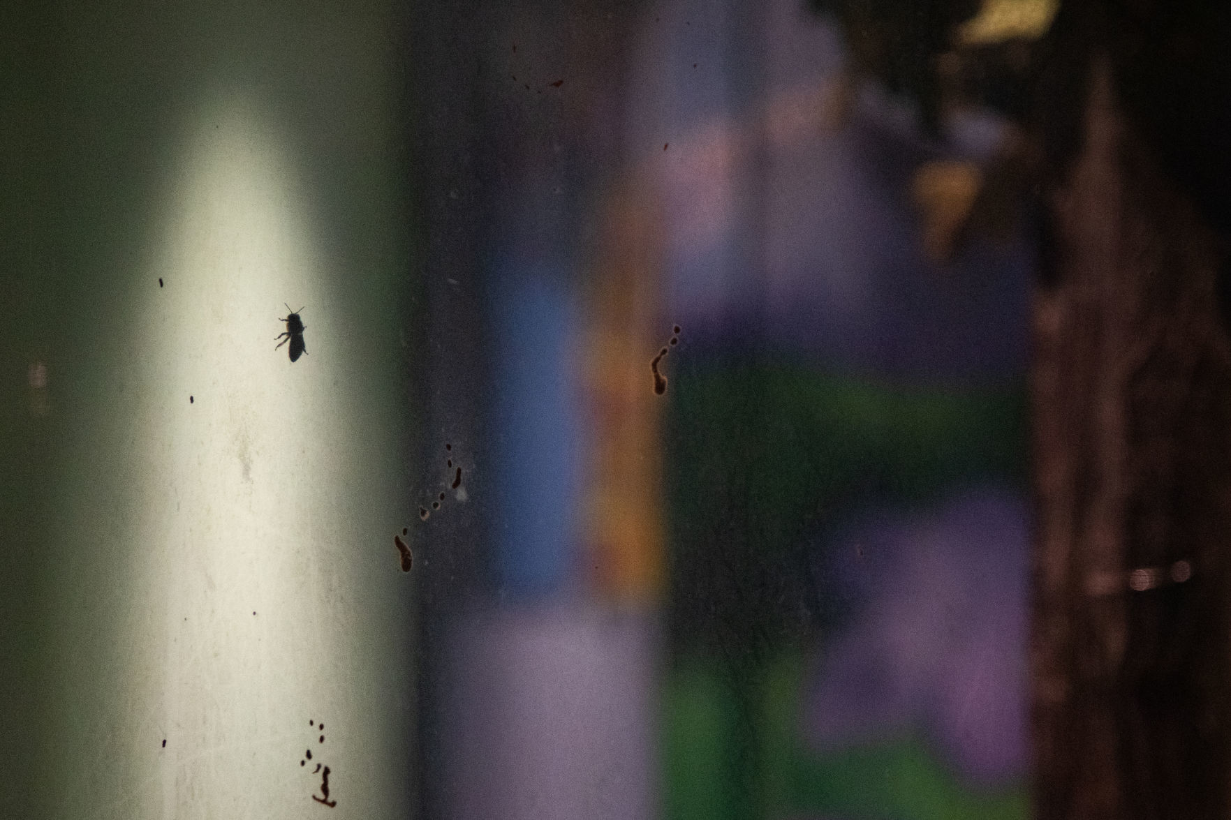 Bees 3